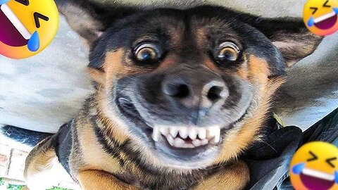 Funniest ANIMALS Videos on CCTV That Will Make You Laugh To Tear 😂