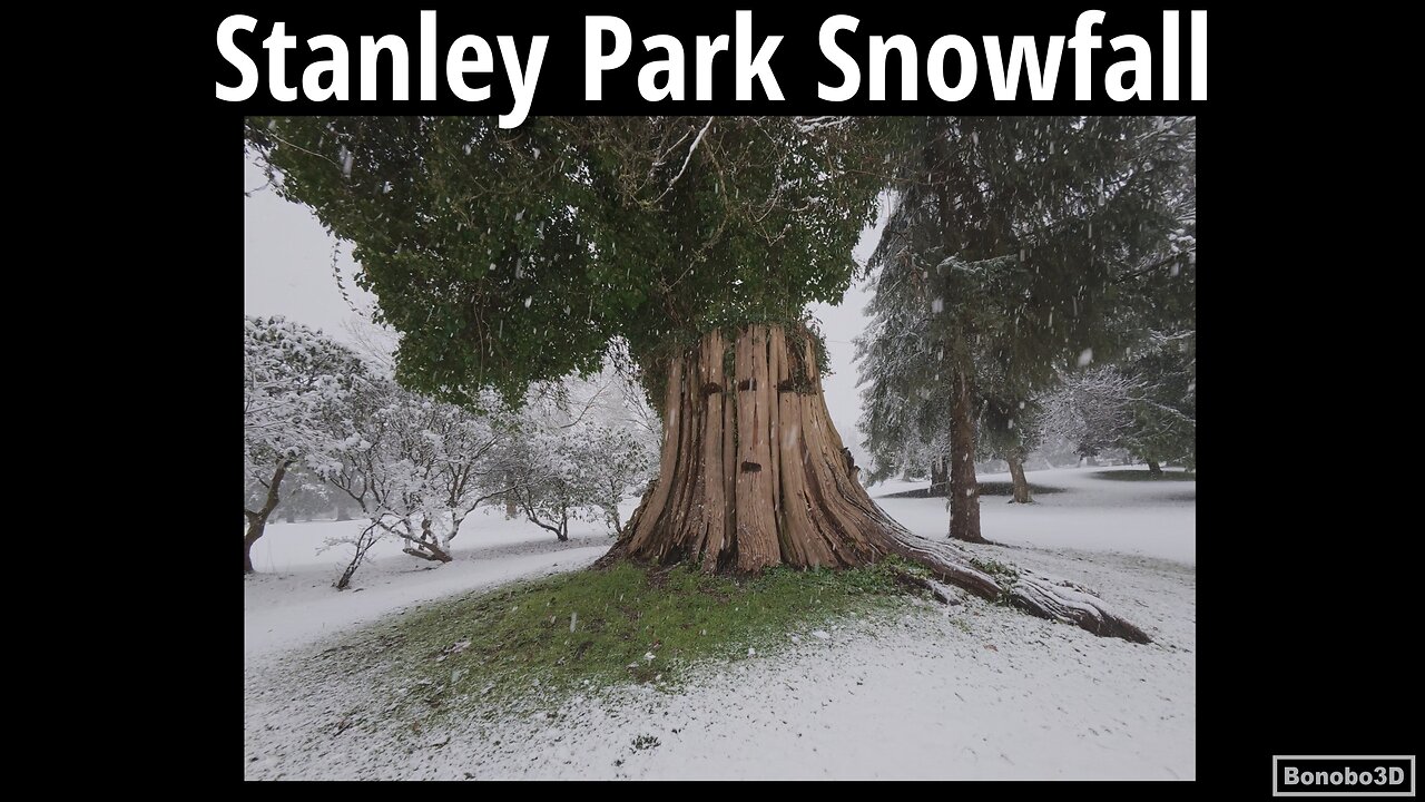 Stanley Park Snowfall