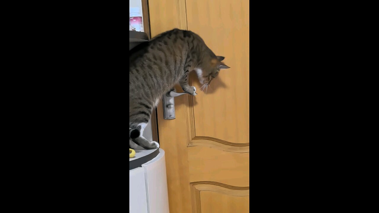 Smart Cat Unlocks Door! 🔓😺 Funny & Adorable Kitten Tricks | #CutePets #SmartCat #FunnyCats