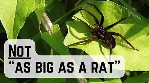 SPIDER SUCCESS! I tracked down the UK's Largest Spider!