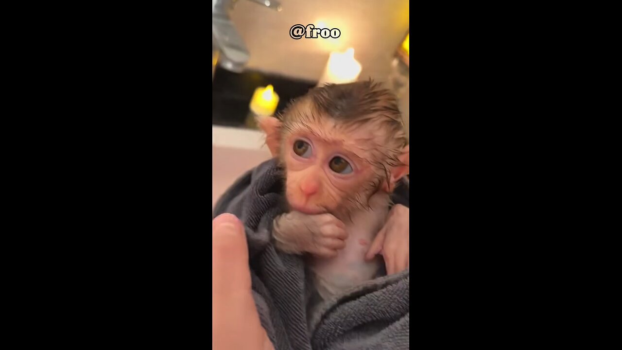 Cute Baby Monkey