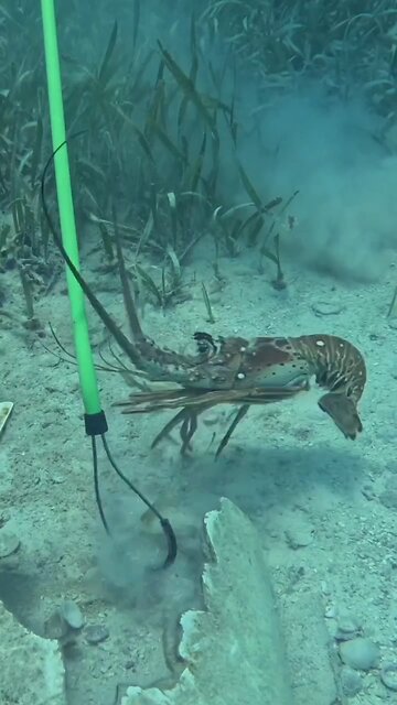 How to Catch Lobstar.....