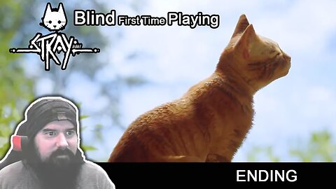 I always wanted a convertible | Blind First Time Playing STRAY | Ending