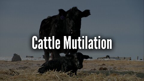 Cattle Mutilation Documentary