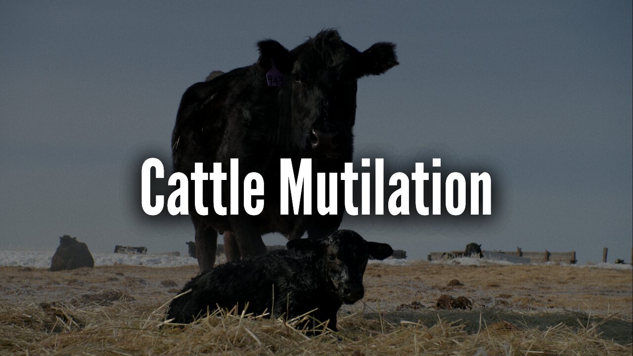 Cattle Mutilation Documentary