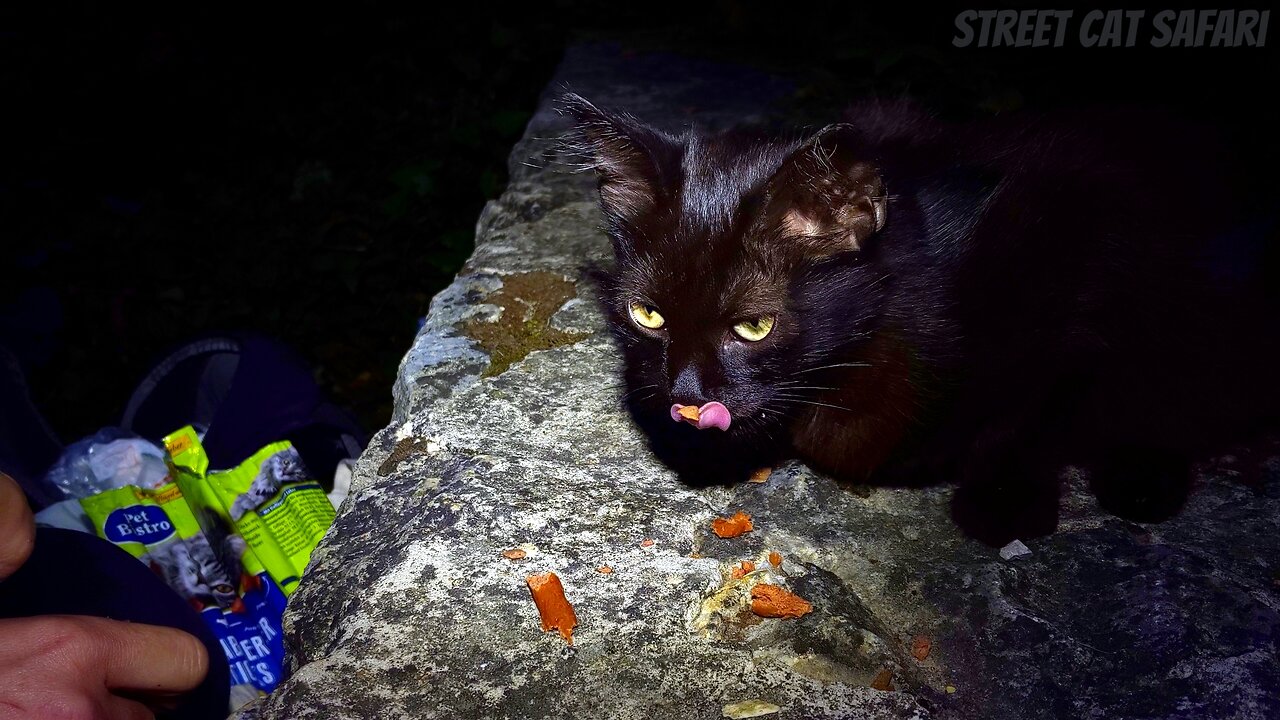 Join Me Feeding Stray Cats Before Dawn