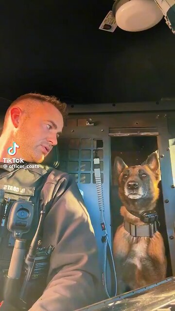 Zeke the police dog getting impatient for his Starbucks treat. Beautiful animal. 🥰