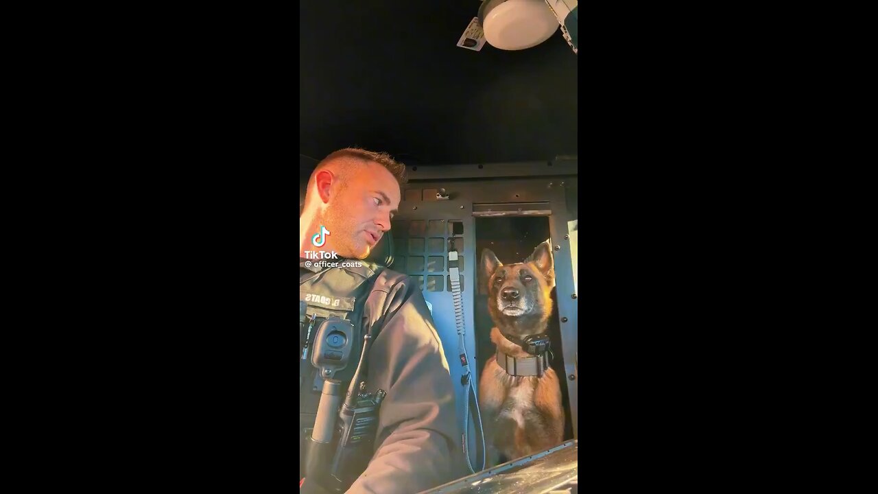 Zeke the police dog getting impatient for his Starbucks treat. Beautiful animal. 🥰