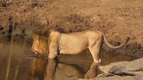 A large Nile crocodile tried to sneak attack the male lion Oleborosi. Halfway through