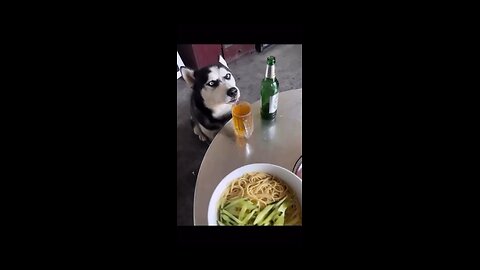 Drunk dog