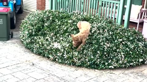 Labradoodle Puppy Dives Into Juniper Bush