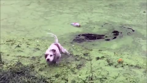 Best Funny Clips - Lustige Tiervideos zum totlachen - Hunde Videos 😂