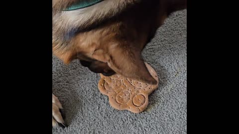 Virgil gets a treat.