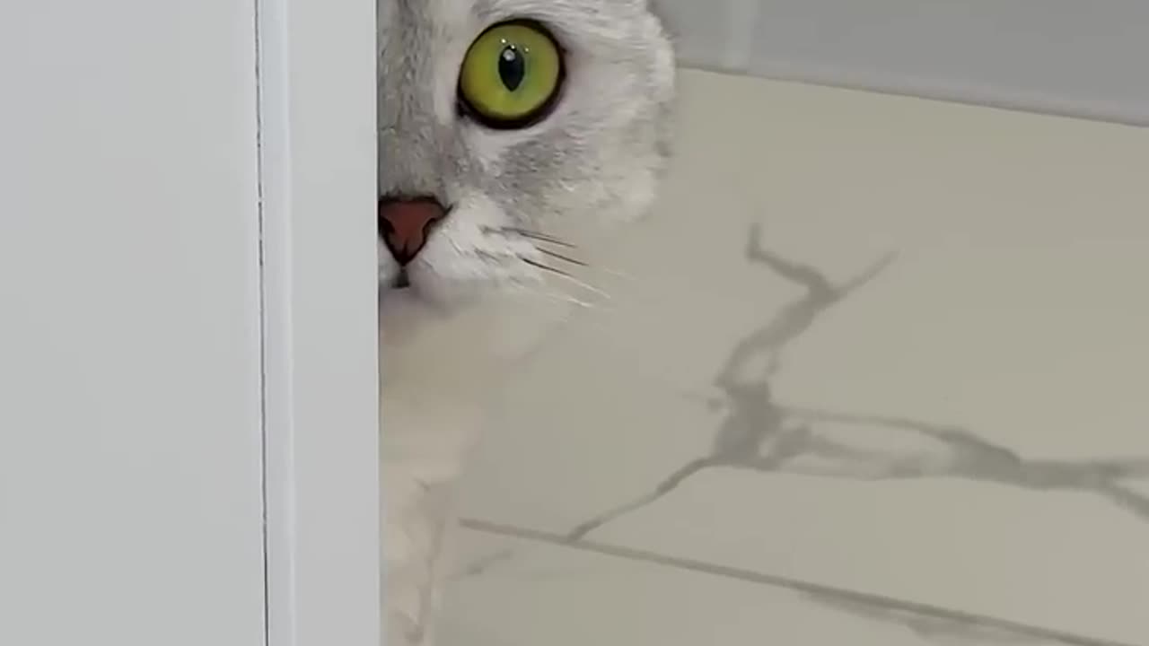 There was no trace 🐾 #cat #cats