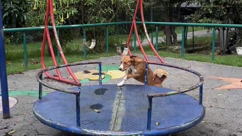 Dog Loves Spinning on the Merry-Go-Round