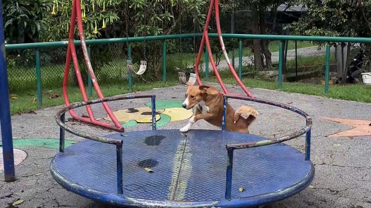 Dog Loves Spinning on the Merry-Go-Round