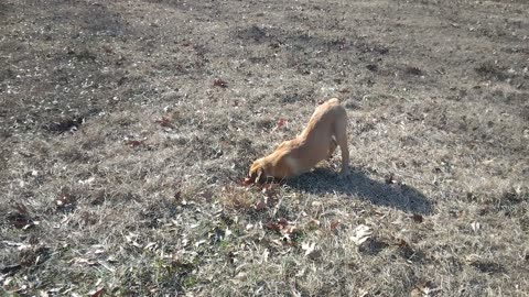 Anatolian Shepherd Puppies and Sam