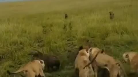 A lioness fighting with a group of hyenas