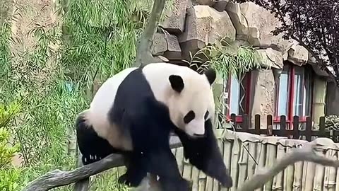 funny banda #panda #panda🐼 #cute #pandas #funny #funnyvideos