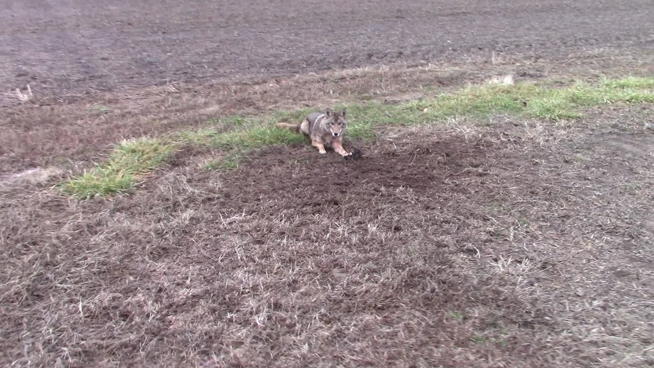 Coyote Trapping 2024-2025 trapping season Ep.1