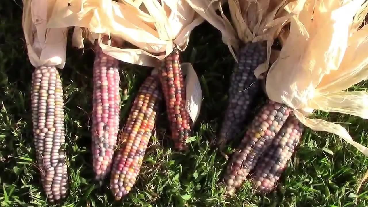 Hand Pollinating a Single Row of Corn