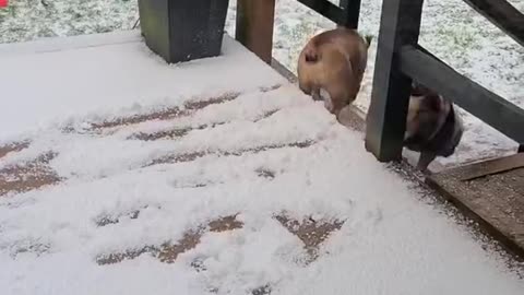 Bulldogs Can't Brake In Snow