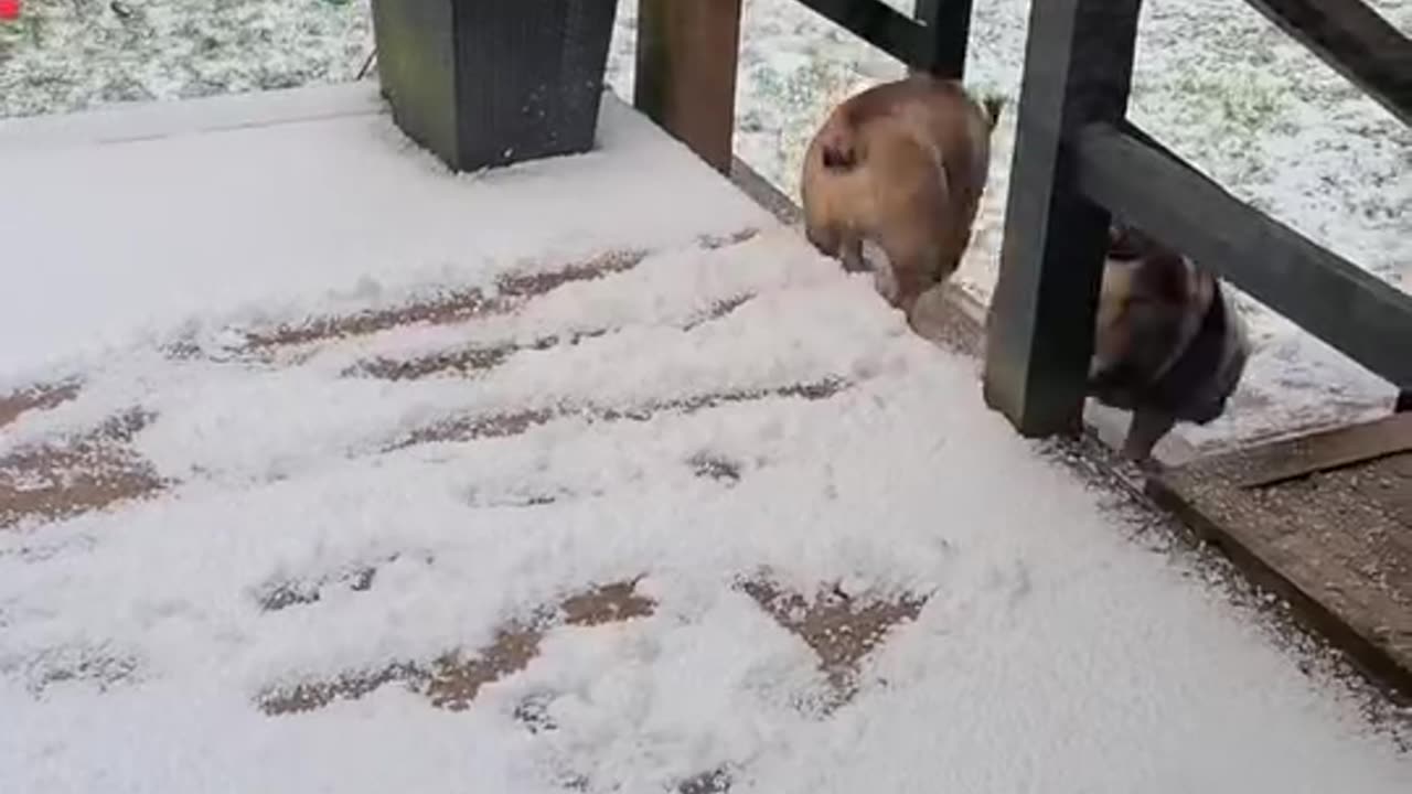 Bulldogs Can't Brake In Snow