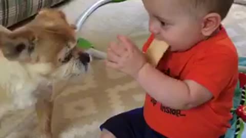 Baby Funny videos 02