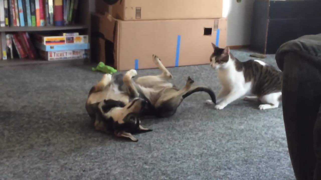 Martial artist cat playing with lazzy dog 🐶 #pet adventure MeoWnMore