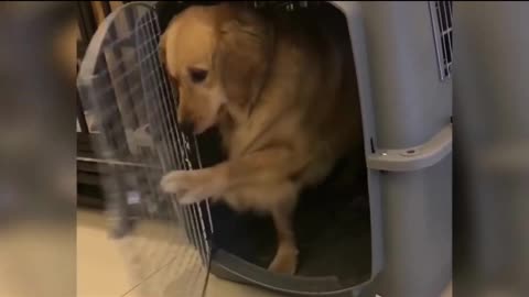 Cute Labrador puppies comedy videos 🤣🤣 Live HD ❣️