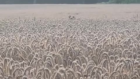Two Buck Deer Prancing Through a Wheat Field
