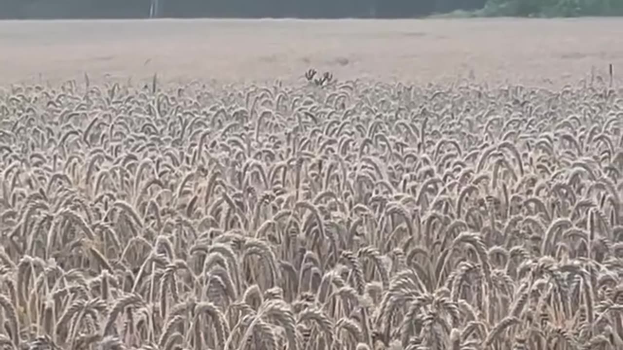 Two Buck Deer Prancing Through a Wheat Field