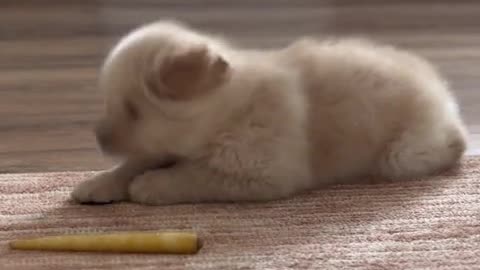 Golden Lab Puppy With A Carrot