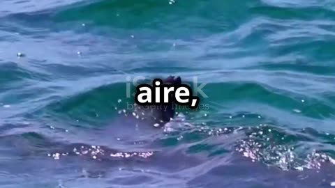 ¿Cuánto tiempo puede estar un delfín bajo el agua?🐬💙 #Delfines #VidaMarina #curiosidades
