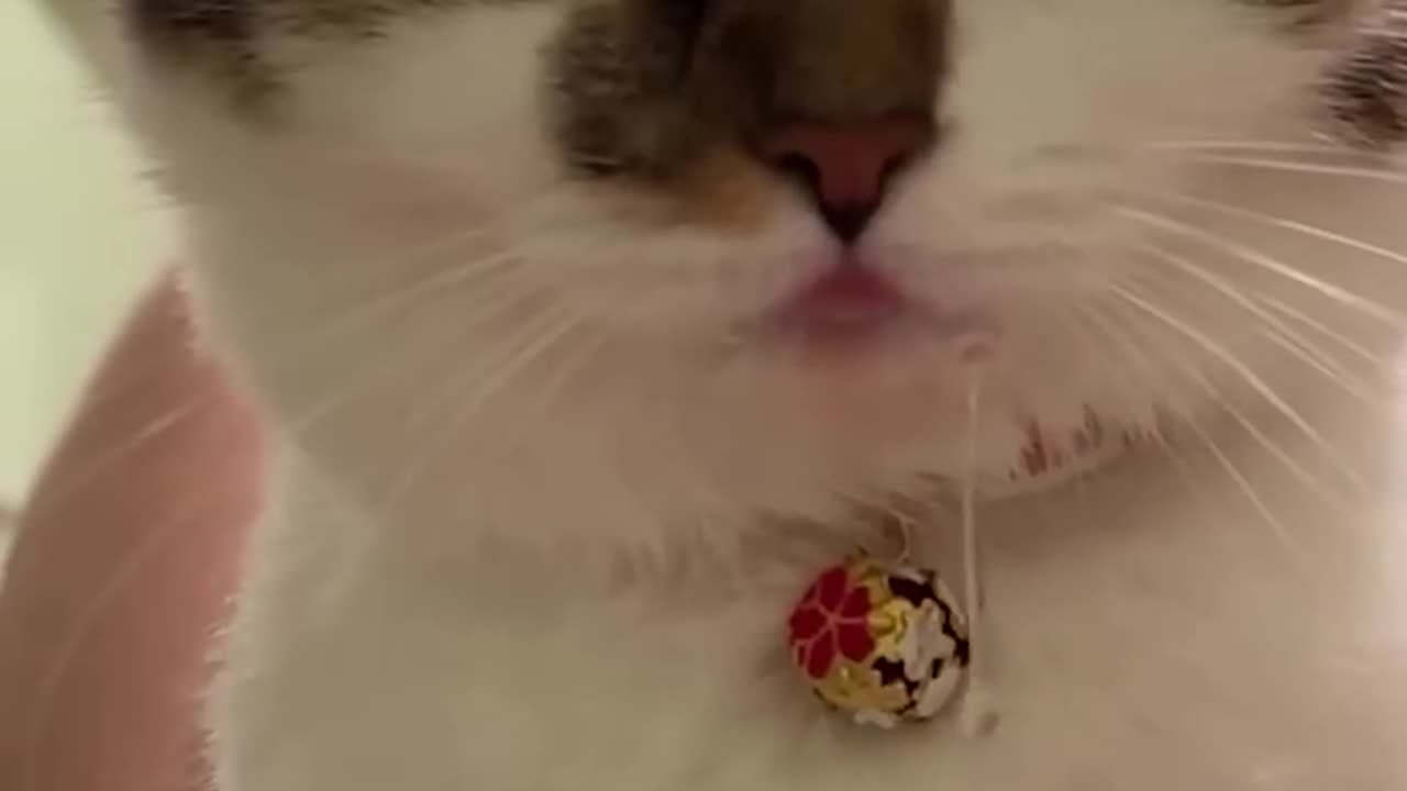 Funny Cat videos 🐱🐱 #meowing #memes #cute