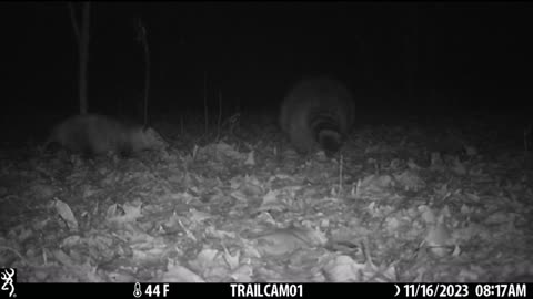 Possum VS Raccoon Michigan Trail Camera #Shorts