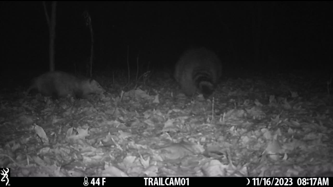 Possum VS Raccoon Michigan Trail Camera #Shorts