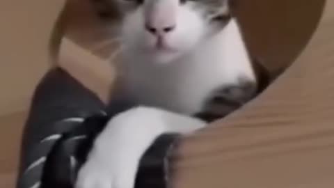 This Cat Will Make You Laugh SO HARD