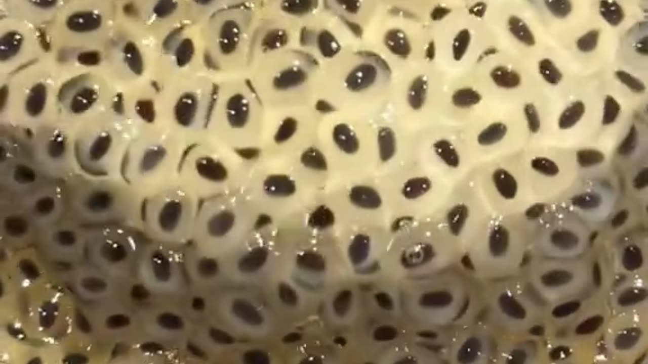 I Ate Chia Seeds Every Day for a Month - Here's What Happened!