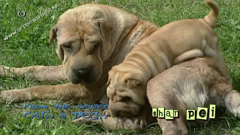 shar-pei puppies playfield