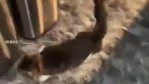 Cat drifting