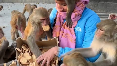 Joyful Monkey Feeding