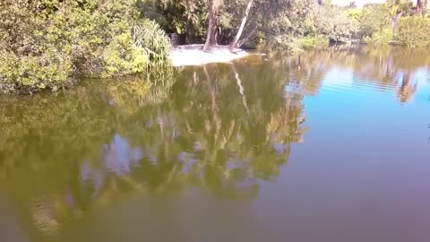 Alligator in Pond