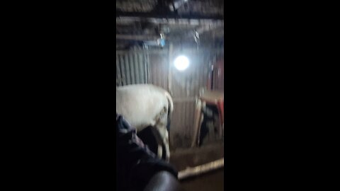 cow video