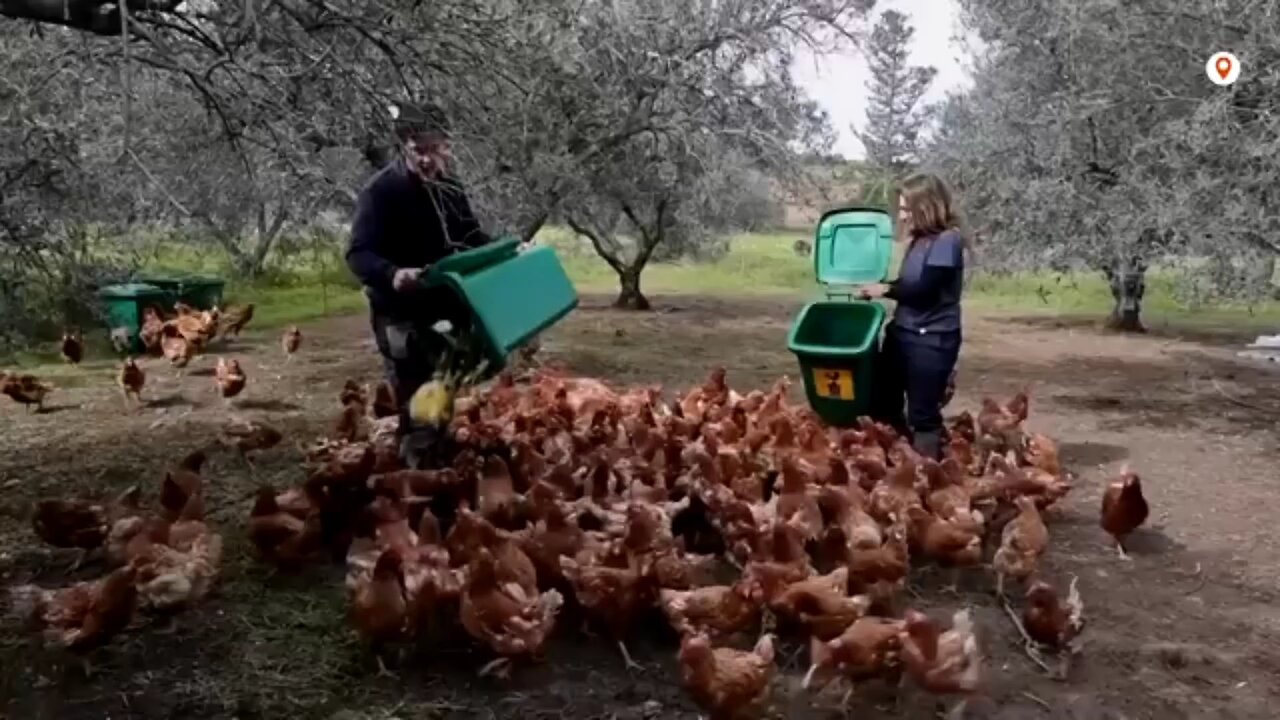 Retired hens revitalize Cuprus olive groves