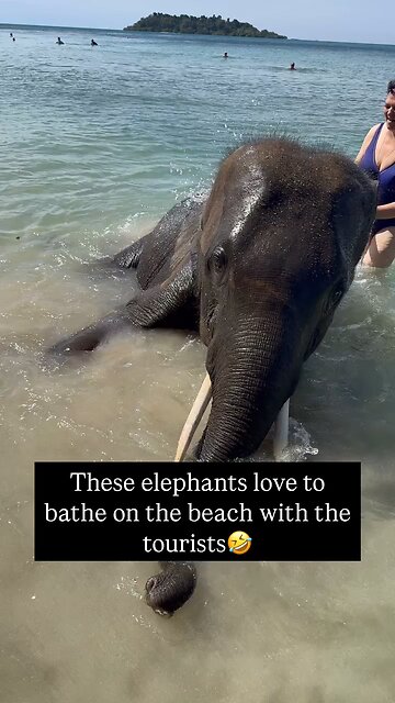 Elephant enjoy swimming
