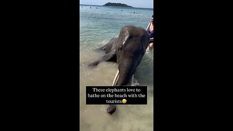 Elephant enjoy swimming