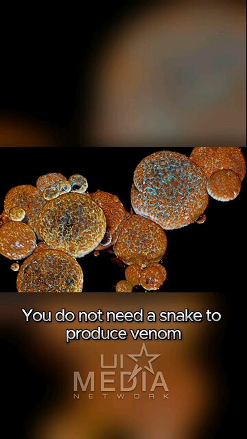 Pfizer Vials Contains Snake Venom