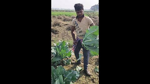 Cauliflower 🥦 cutting ✂️ Expart