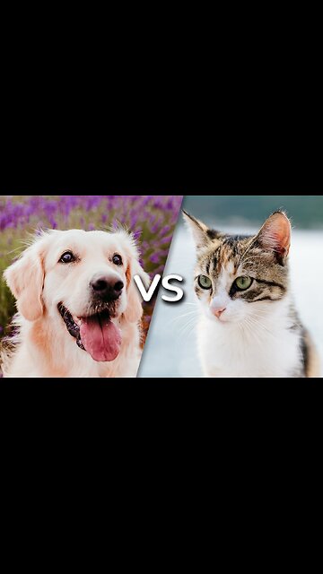 Cat vs Dog 🐶